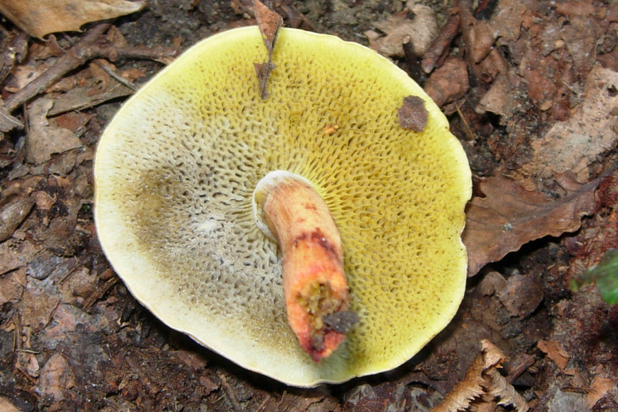 Xerocomus ferrugineus?  Lepiota sp?